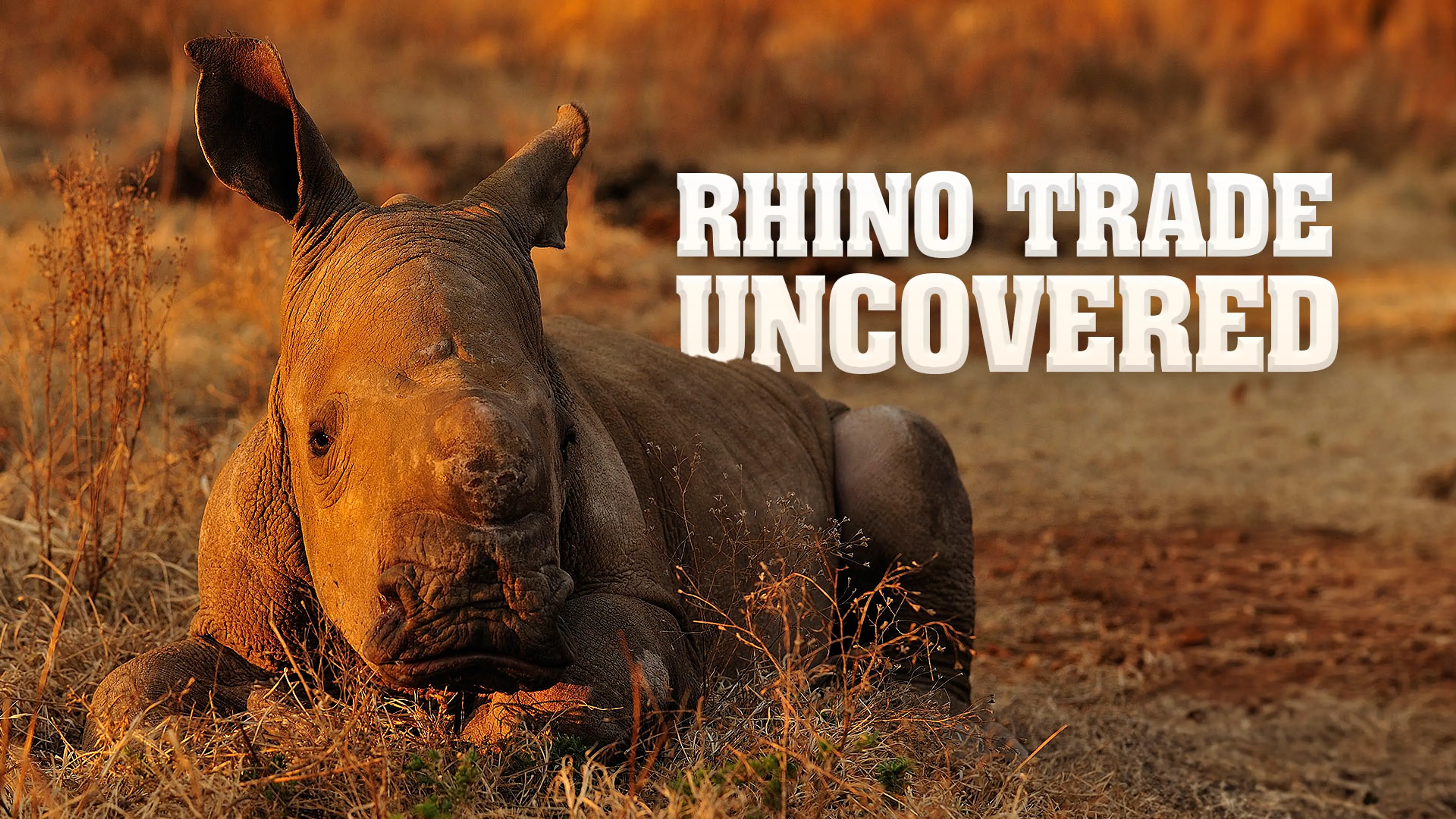 Rhino Trade Uncovered poster